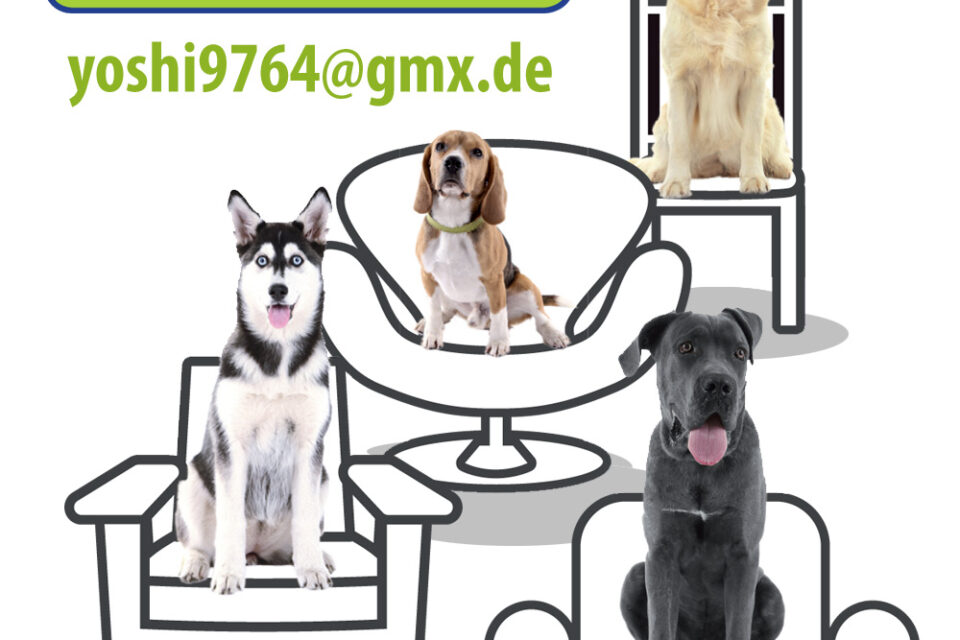 Hundecoach Einzeltraining
